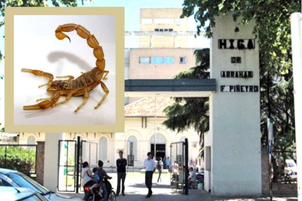 Preocupaci�n por invasi�n de alacranes: un paciente con picadura en el H.I.G.A.