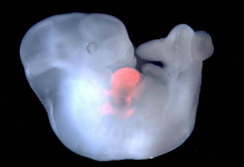 Embriones mitad cerdo mitad humano, un paso ms cerca de la creacin de rganos