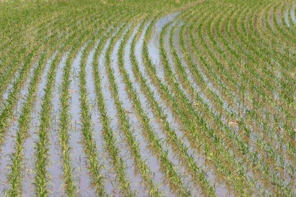 Disminuy� un 12 por ciento la superficie sembrada con arroz en la provincia 