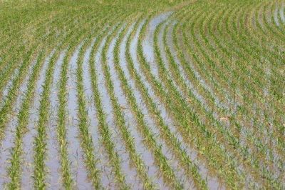 Disminuy� un 12 por ciento la superficie sembrada con arroz en la provincia 
