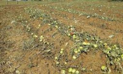 Se declar� la emergencia agropecuaria en Famatina