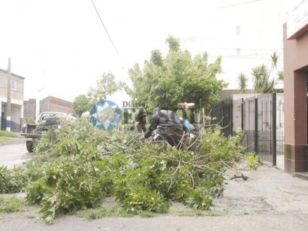 �rboles ca�dos en la ciudad a causa de los fuertes vientos
