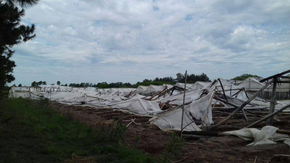 P�rdidas millonarias en el sector hort�cola tras tornado del s�bado