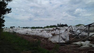 P�rdidas millonarias en el sector hort�cola tras tornado del s�bado