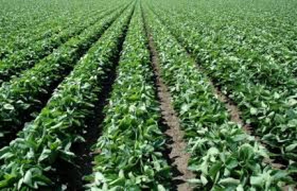 Es muy buena la condicin del 95 por ciento de la soja de primera sembrada en la provincia 