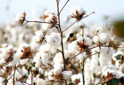 Agroindustria activ� un plan para productores algodoneros