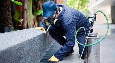 Alerta: desde la Municipalidad advierten que no est�n realizando fumigaciones