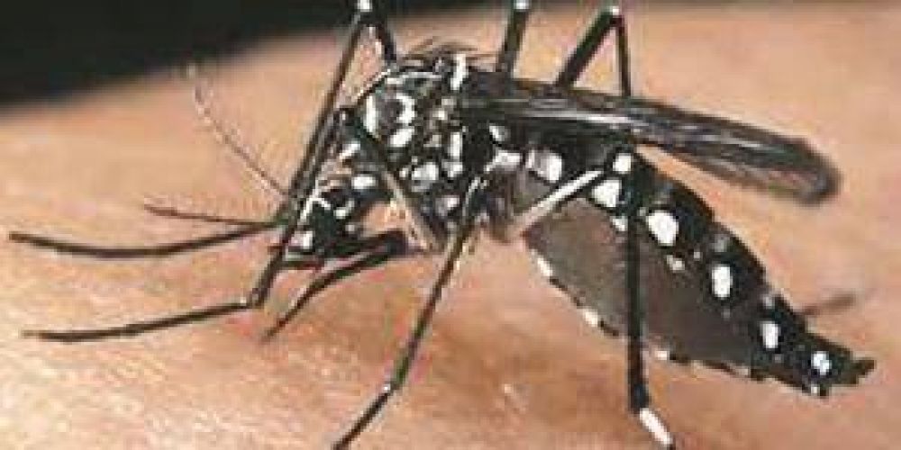 Dengue: en Formosa niegan datos sobre los casos mientras los viajantes o visitantes se contagian