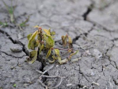 Naci�n declar� la emergencia agropecuaria en Salta  Campo