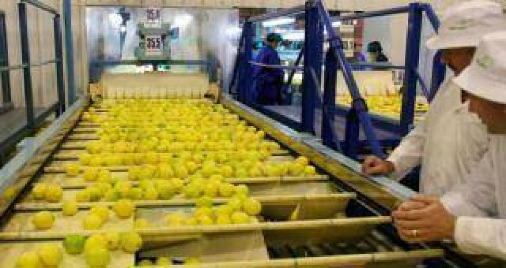 Fuerte lobby de productores en EE.UU. para que no ingresen limones de la Argentina