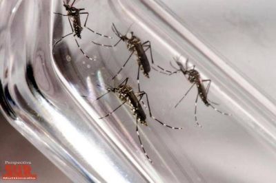 Recomiendan a turistas tomar precauciones en zonas con circulaci�n de fiebre amarilla