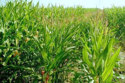 Gualeguaych� es el departamento con mayor �rea sembrada con ma�z de primera 