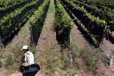 Se adelant� la cosecha y falta gente para levantar la uva