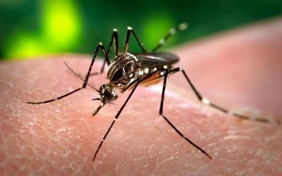 Detectan larvas del mosquito transmisor de dengue en Barrio Luj�n