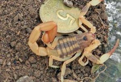Preocupaci�n por la picadura de un alacr�n