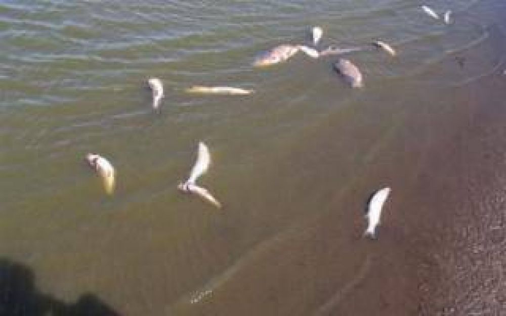 Misterio en laguna La Salada: Aparecieron animales muertos y piden no pescar ni baarse