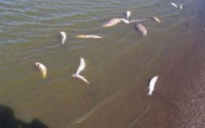 Misterio en laguna La Salada: Aparecieron animales muertos y piden no pescar ni ba�arse