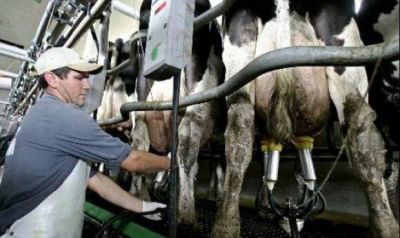 La producci�n l�ctea en la Argentina tuvo en 2016 la peor ca�da en 46 a�os
