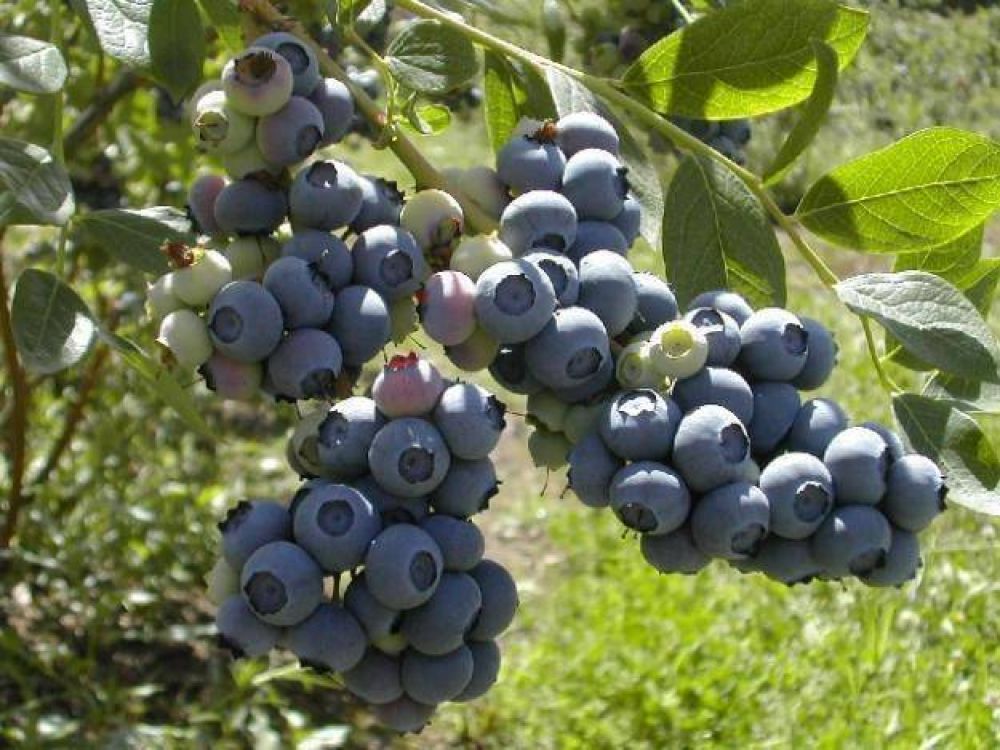 La Asociaci�n de Productores de Ar�ndanos relativiz� el dato de Macri sobre el crecimiento de las exportaciones del sector 