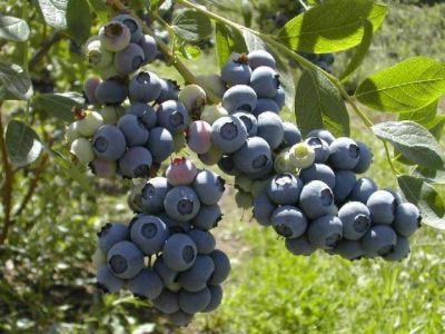 La Asociaci�n de Productores de Ar�ndanos relativiz� el dato de Macri sobre el crecimiento de las exportaciones del sector 
