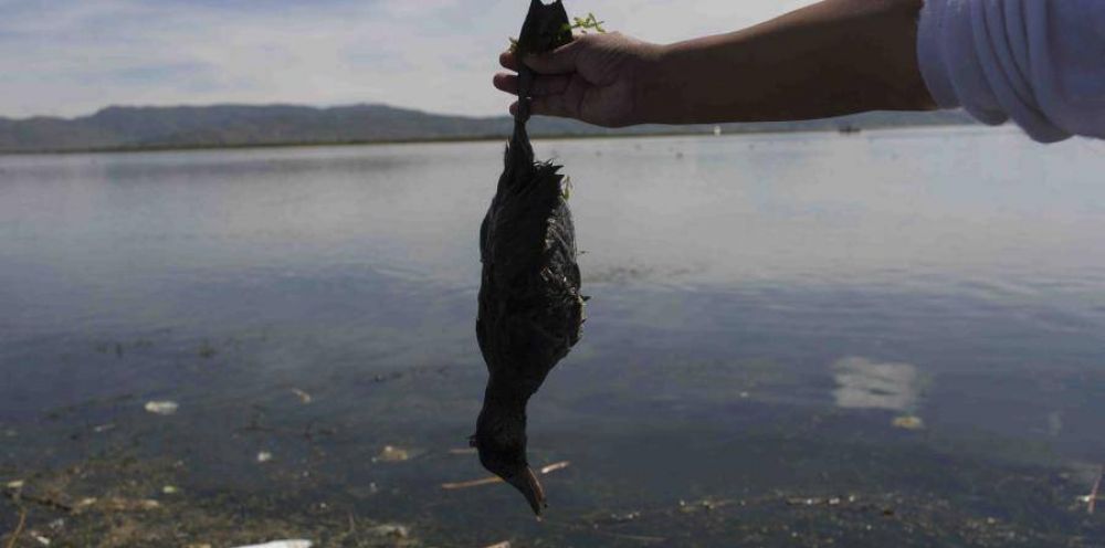 El lago Titicaca se ha convertido en una cloaca de agua contaminada