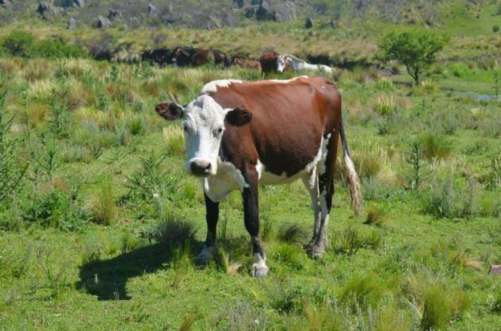 Ganader�a, ma�z y soja en la actualizaci�n del Precio San Luis