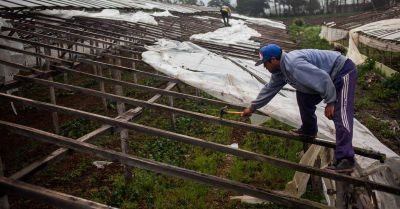 �Tenemos en cuenta los pedidos de emergencia para el sector frutihort�cola�