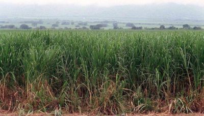 Ca�eros alertan sobre merma de la producci�n