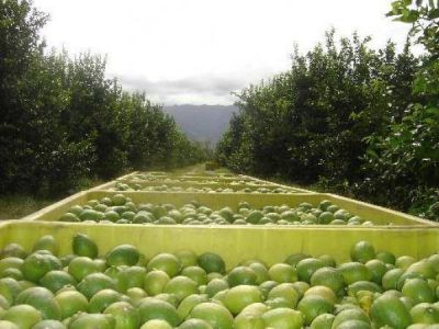 Tucum�n pronto a exportar limones a M�xico