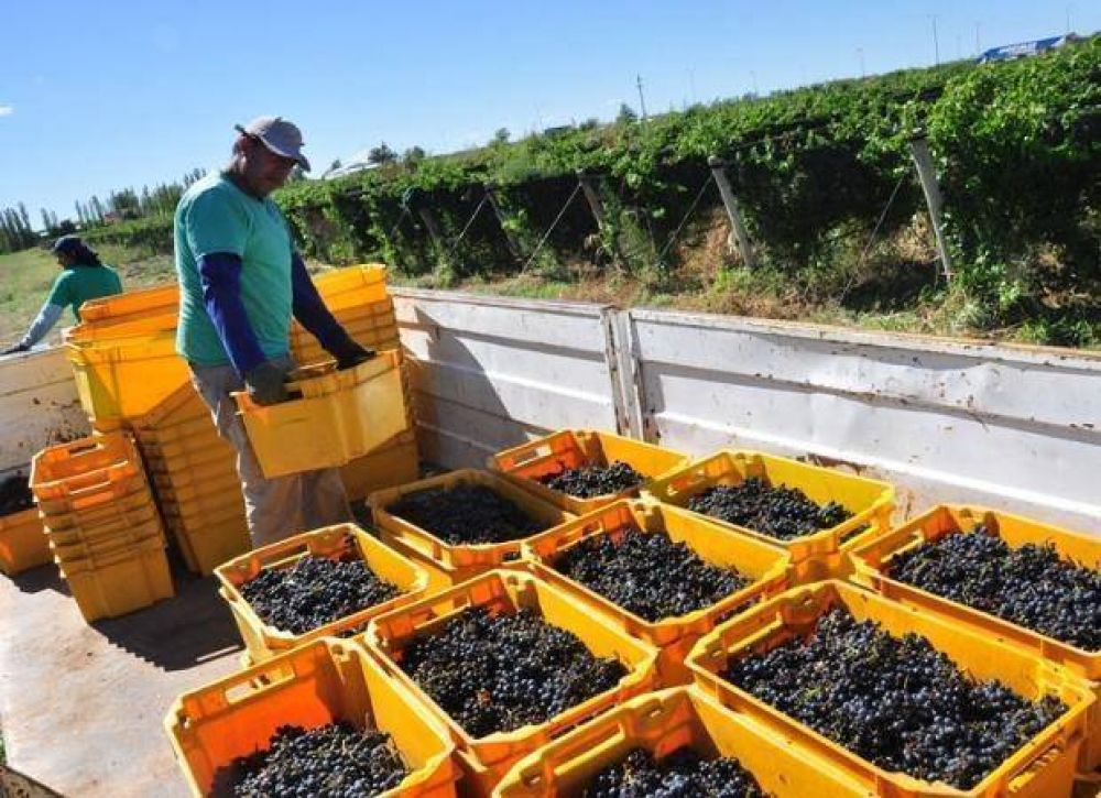 Sol Puntano cosech� uvas para producir vino