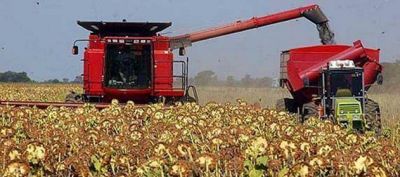 Avanza la cosecha de girasol, sorgo y arroz en la provincia 