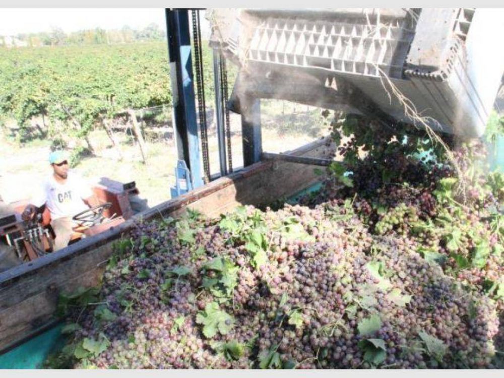 San Juan y Mendoza debern destinar a mosto el 13% de las uvas