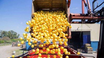 EEUU extendi� la suspensi�n al ingreso de limones argentinos