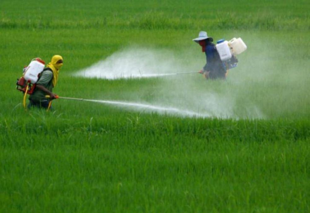 Denuncian que Monsanto manipul estudios sobre el Glisfofato