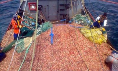El langostino regalar� un dif�cil invierno en Mar del Plata