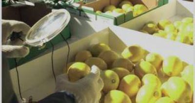 EE.UU. extiende por otros 30 d�as la suspensi�n al ingreso de limones argentinos