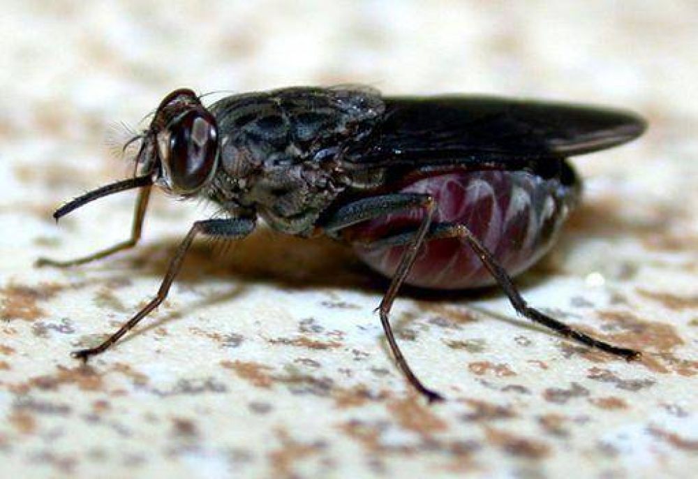 Crecen las quejas por la presencia de moscas y mosquitos en la ciudad