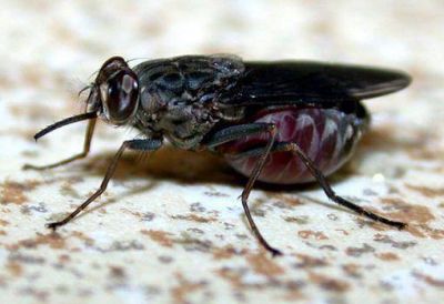 Crecen las quejas por la presencia de moscas y mosquitos en la ciudad