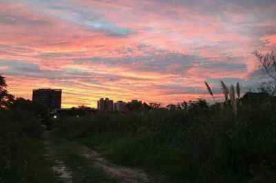 Vecinos preocupados por el desmonte de uno de los �ltimos pulmones verdes de la costa