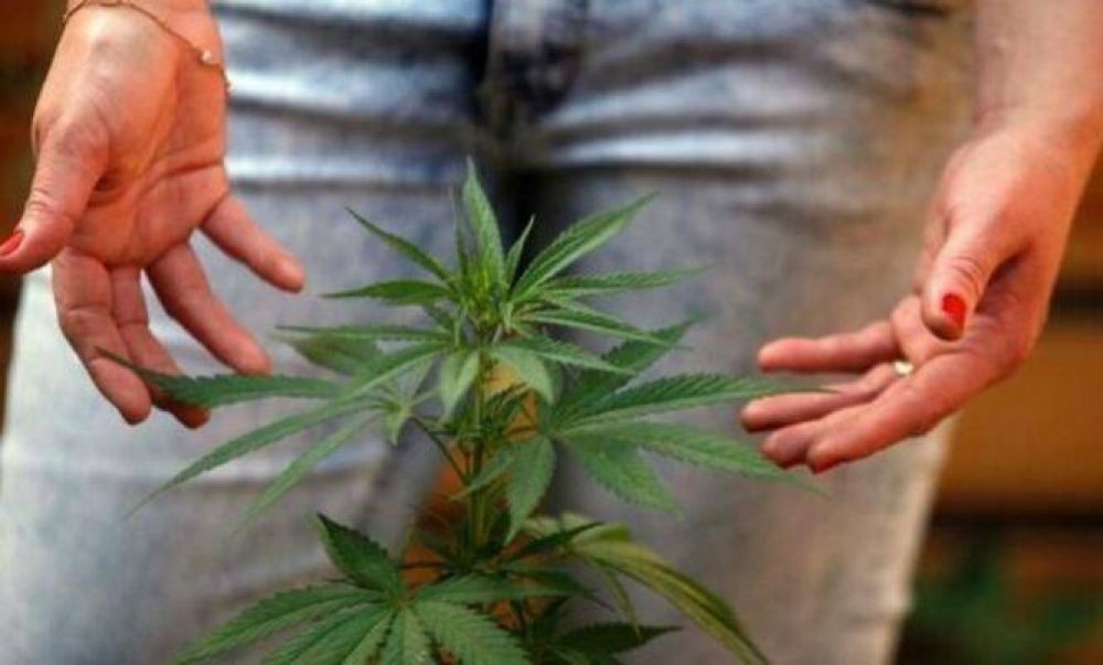 El debate por el uso del aceite de cannabis con fines medicinales lleg a Pilar