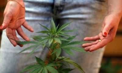 El debate por el uso del aceite de cannabis con fines medicinales lleg� a Pilar