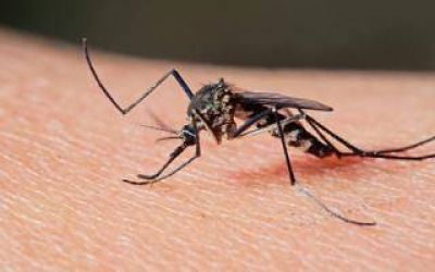 Quilmes: Siete casos sospechosos de dengue, ninguno confirmado