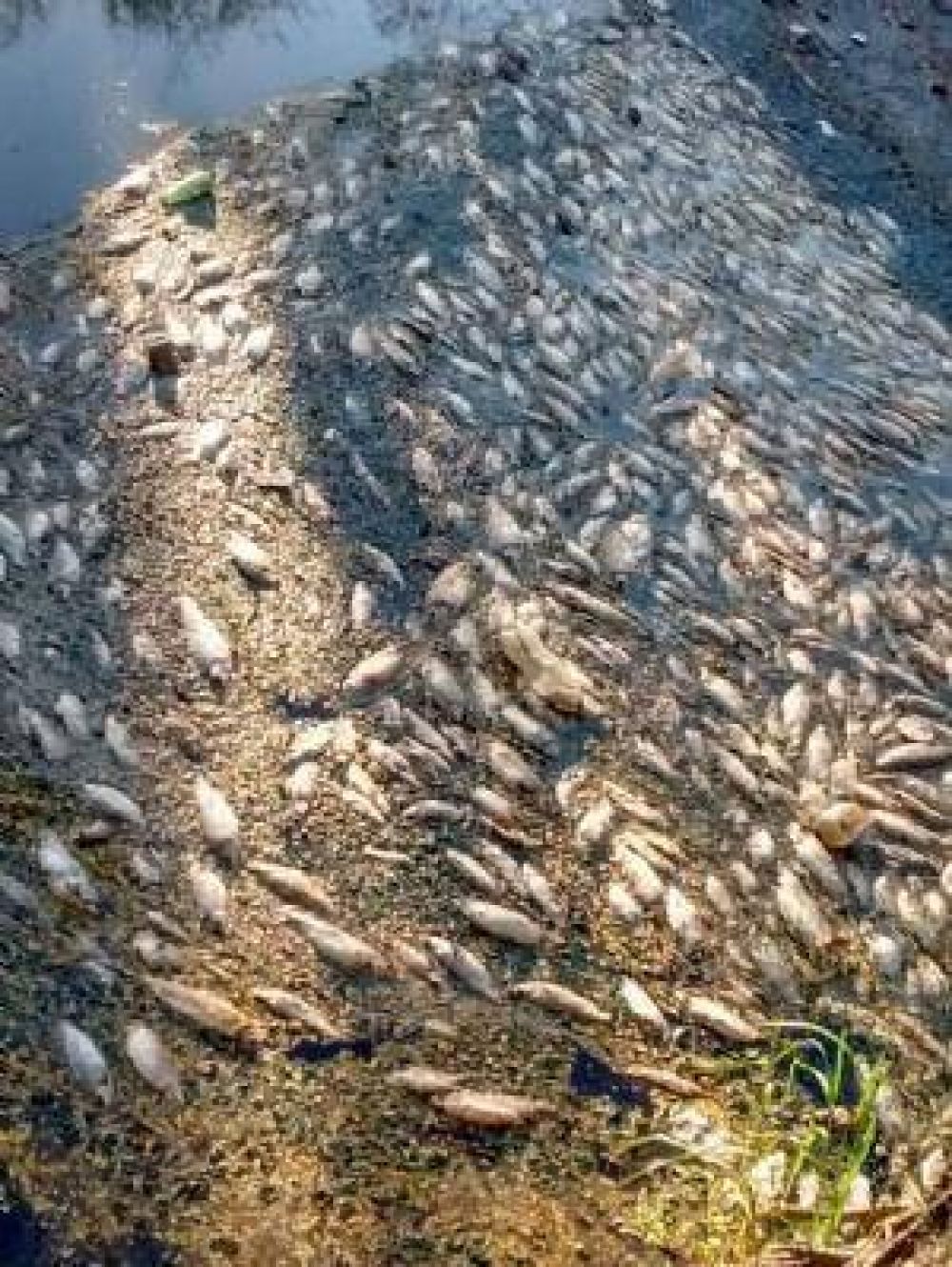 Alerta por la aparici�n de centenares de peces muertos en el r�o Luj�n