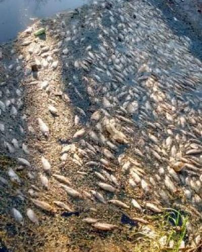 Alerta por la aparici�n de centenares de peces muertos en el r�o Luj�n