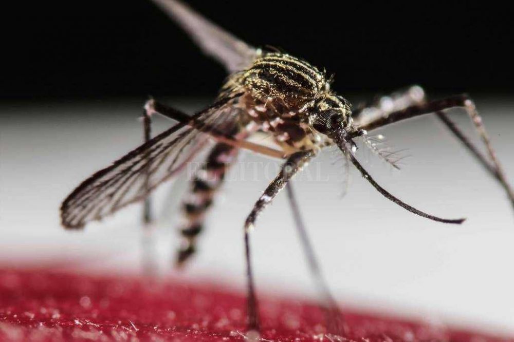 Confirman 34 casos de dengue autctono en el brote de Rosario