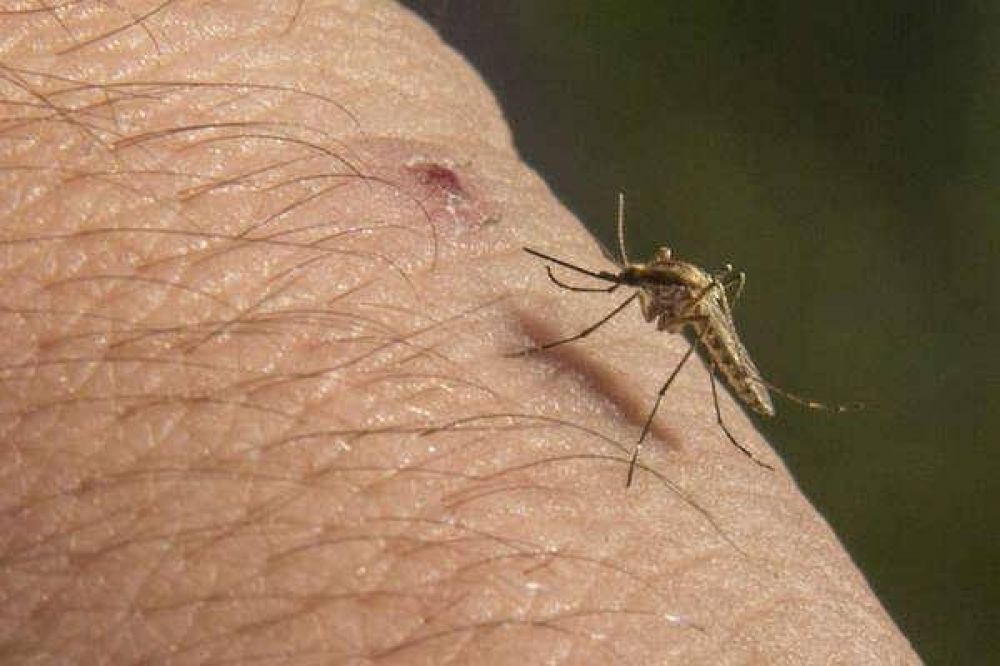 La provincia enviara recursos para combatir mosquitos