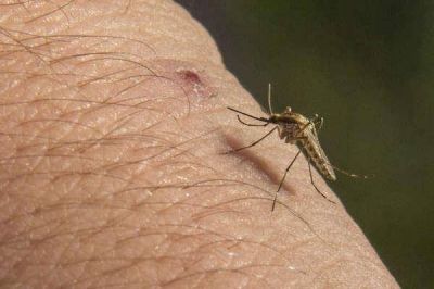 La provincia enviar�a recursos para combatir mosquitos