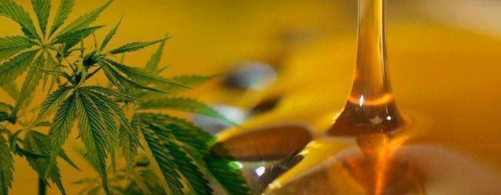 El uso de cannabis medicinal est a un paso de ser ley: aprueban dictamen Aceite de cannabis   