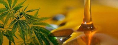 El uso de cannabis medicinal est� a un paso de ser ley: aprueban dictamen Aceite de cannabis   