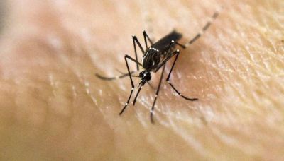 Zika: hay 35 casos sospechosos en Salta